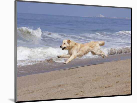 White Golden Retriever Running Along Pacific Beach-Lynn M^ Stone-Mounted Photographic Print