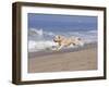 White Golden Retriever Running Along Pacific Beach-Lynn M^ Stone-Framed Photographic Print