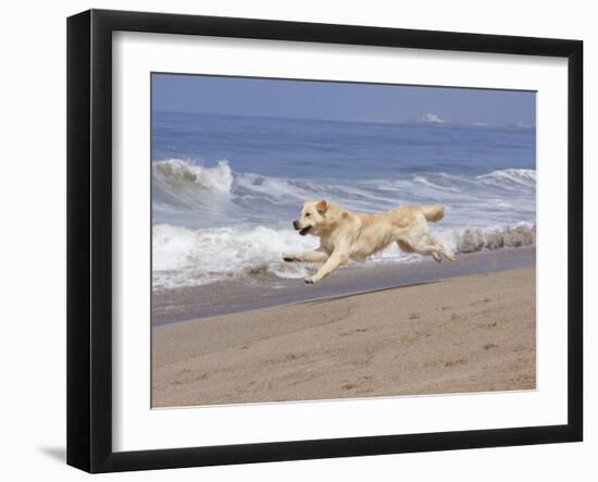 White Golden Retriever Running Along Pacific Beach-Lynn M^ Stone-Framed Photographic Print