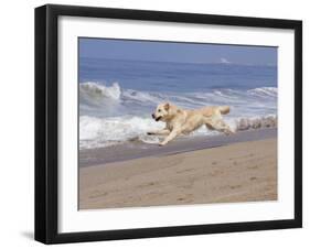 White Golden Retriever Running Along Pacific Beach-Lynn M^ Stone-Framed Photographic Print