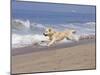White Golden Retriever Running Along Pacific Beach-Lynn M^ Stone-Mounted Photographic Print