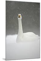 White Goose During Snow Fall-null-Mounted Premium Giclee Print