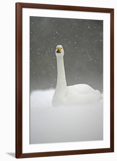 White Goose During Snow Fall-null-Framed Premium Giclee Print