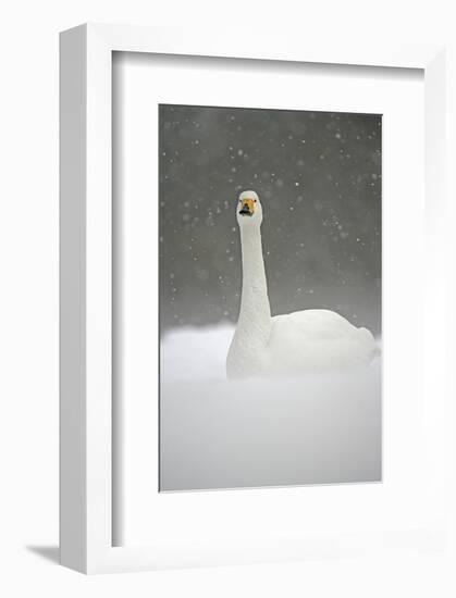 White Goose During Snow Fall-null-Framed Art Print