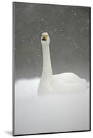 White Goose During Snow Fall-null-Mounted Art Print