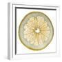 White Grapefruit Slice-Steve Gadomski-Framed Photographic Print