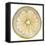 White Grapefruit Slice-Steve Gadomski-Framed Stretched Canvas