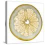 White Grapefruit Slice-Steve Gadomski-Stretched Canvas