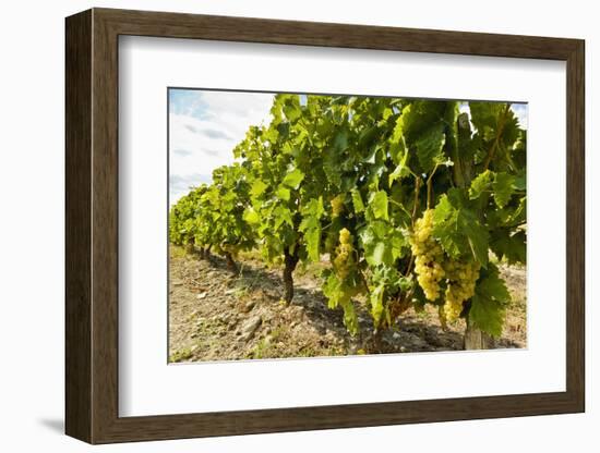 White grapes on a vine near the salt marshes of the island's north west coast, Le Gillieux, Ile de -Robert Francis-Framed Photographic Print