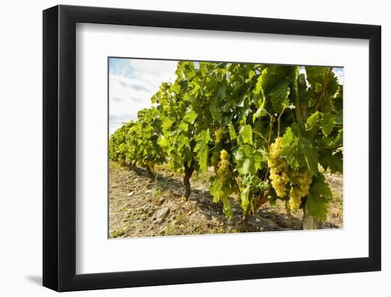 White grapes on a vine near the salt marshes of the island's north west coast, Le Gillieux, Ile de -Robert Francis-Framed Photographic Print