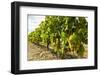 White grapes on a vine near the salt marshes of the island's north west coast, Le Gillieux, Ile de -Robert Francis-Framed Photographic Print