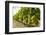 White grapes on a vine near the salt marshes of the island's north west coast, Le Gillieux, Ile de -Robert Francis-Framed Photographic Print