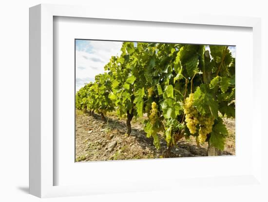 White grapes on a vine near the salt marshes of the island's north west coast, Le Gillieux, Ile de -Robert Francis-Framed Photographic Print