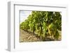 White grapes on a vine near the salt marshes of the island's north west coast, Le Gillieux, Ile de -Robert Francis-Framed Photographic Print