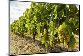 White grapes on a vine near the salt marshes of the island's north west coast, Le Gillieux, Ile de -Robert Francis-Mounted Photographic Print