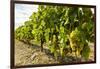 White grapes on a vine near the salt marshes of the island's north west coast, Le Gillieux, Ile de -Robert Francis-Framed Photographic Print