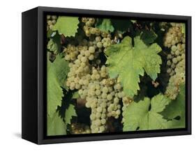 White Grapes on Vine, Italy, Europe-Jean Brooks-Framed Stretched Canvas