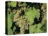 White Grapes on Vine, Italy, Europe-Jean Brooks-Stretched Canvas
