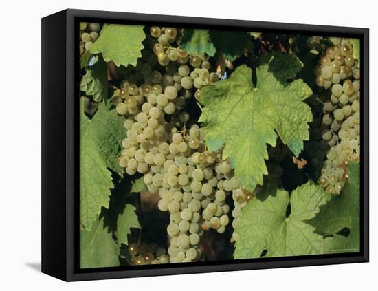 White Grapes on Vine, Italy, Europe-Jean Brooks-Framed Stretched Canvas