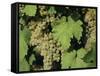 White Grapes on Vine, Italy, Europe-Jean Brooks-Framed Stretched Canvas