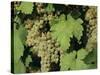 White Grapes on Vine, Italy, Europe-Jean Brooks-Stretched Canvas