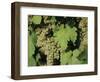 White Grapes on Vine, Italy, Europe-Jean Brooks-Framed Photographic Print