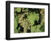 White Grapes on Vine, Italy, Europe-Jean Brooks-Framed Photographic Print