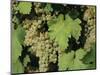 White Grapes on Vine, Italy, Europe-Jean Brooks-Mounted Photographic Print