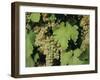White Grapes on Vine, Italy, Europe-Jean Brooks-Framed Photographic Print