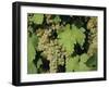 White Grapes on Vine, Italy, Europe-Jean Brooks-Framed Photographic Print