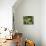 White Grapes on Vine, Italy, Europe-Jean Brooks-Mounted Photographic Print displayed on a wall