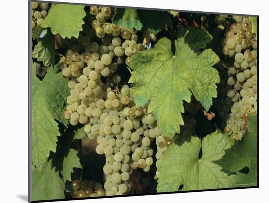 White Grapes on Vine, Italy, Europe-Jean Brooks-Mounted Photographic Print