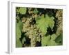 White Grapes on Vine, Italy, Europe-Jean Brooks-Framed Photographic Print