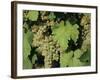 White Grapes on Vine, Italy, Europe-Jean Brooks-Framed Photographic Print