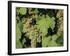 White Grapes on Vine, Italy, Europe-Jean Brooks-Framed Photographic Print