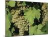 White Grapes on Vine, Italy, Europe-Jean Brooks-Mounted Photographic Print