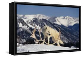 White Gray Wolf next to Antlers-DLILLC-Framed Stretched Canvas