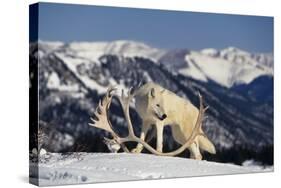 White Gray Wolf next to Antlers-DLILLC-Stretched Canvas