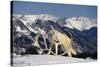 White Gray Wolf next to Antlers-DLILLC-Stretched Canvas