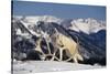 White Gray Wolf next to Antlers-DLILLC-Stretched Canvas