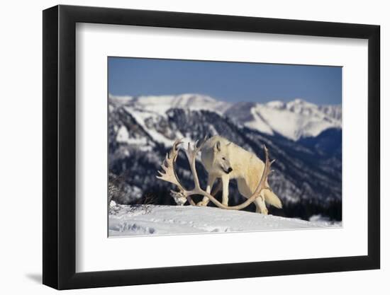 White Gray Wolf next to Antlers-DLILLC-Framed Photographic Print