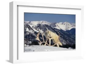 White Gray Wolf next to Antlers-DLILLC-Framed Photographic Print