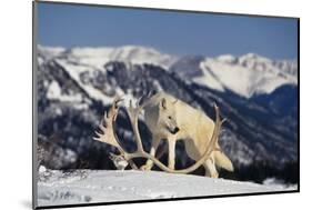 White Gray Wolf next to Antlers-DLILLC-Mounted Photographic Print