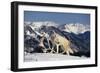 White Gray Wolf next to Antlers-DLILLC-Framed Photographic Print