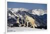 White Gray Wolf next to Antlers-DLILLC-Framed Photographic Print