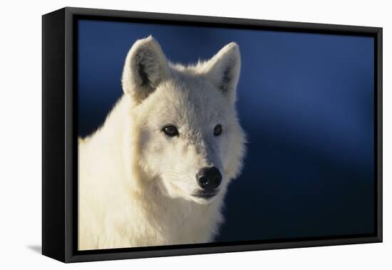 White Gray Wolf-DLILLC-Framed Stretched Canvas