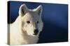 White Gray Wolf-DLILLC-Stretched Canvas