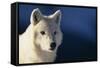 White Gray Wolf-DLILLC-Framed Stretched Canvas