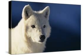 White Gray Wolf-DLILLC-Stretched Canvas