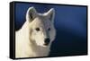 White Gray Wolf-DLILLC-Framed Stretched Canvas